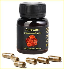 Купить антродию камфорную Антродия